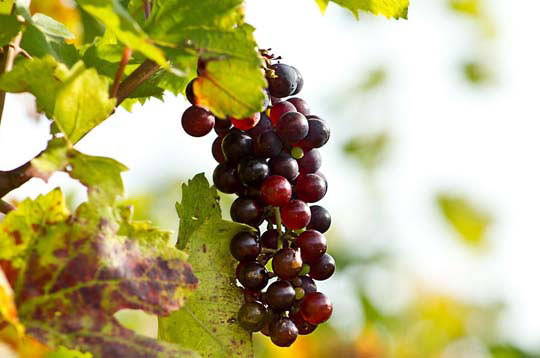 轰炸电话在线下单